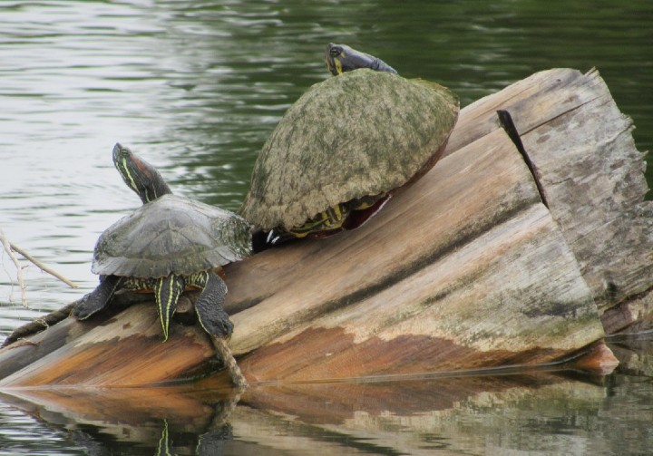 Red-ear Slider/River Cooter